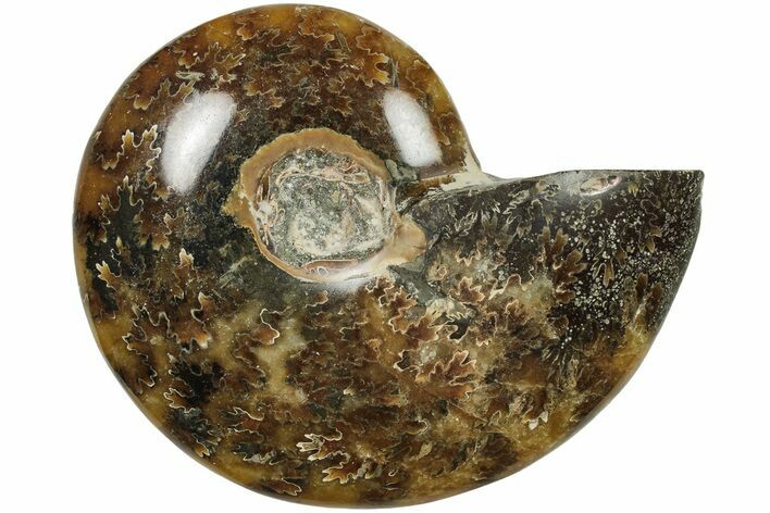 Polished Ammonite (Cleoniceras) Fossil - Madagascar #205094